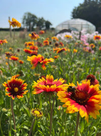 A close-up of vibrant Gaillardia Aristata Bicolour Goblin blooms by Bishy Barnabees Cottage Garden, with a bee on one. Hardy perennials, lush greenery, and a white greenhouse appear softly in the sunny garden background.