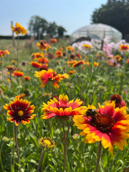 Vibrant Gaillardia Aristata Bicolour Goblin flowers with red and yellow petals in a sunny garden setting.