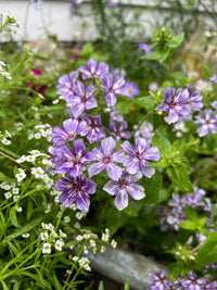 Phlox Sugar Stars by Bishy Barnabees Cottage Garden features clusters of small purple, star-shaped flowers with darker centers, blooming among green leaves and tiny white flowers for a vibrant garden display.
