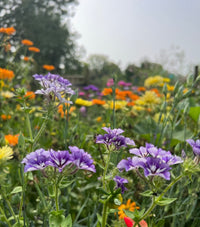 Close-up of vibrant, star-shaped violet-blue Phlox Sugar Stars by Bishy Barnabees Cottage Garden in the foreground, with blurred orange and yellow flowers behind, set in a lush garden under a bright, slightly hazy sky.