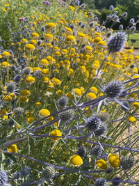 A vibrant garden scene featuring clusters of yellow button-like flowers and striking purple blooms from Eryngium (Sea Holly) by Bishy Barnabees Cottage Garden, a drought-tolerant perennial, set against lush greenery in bright sunlight.
