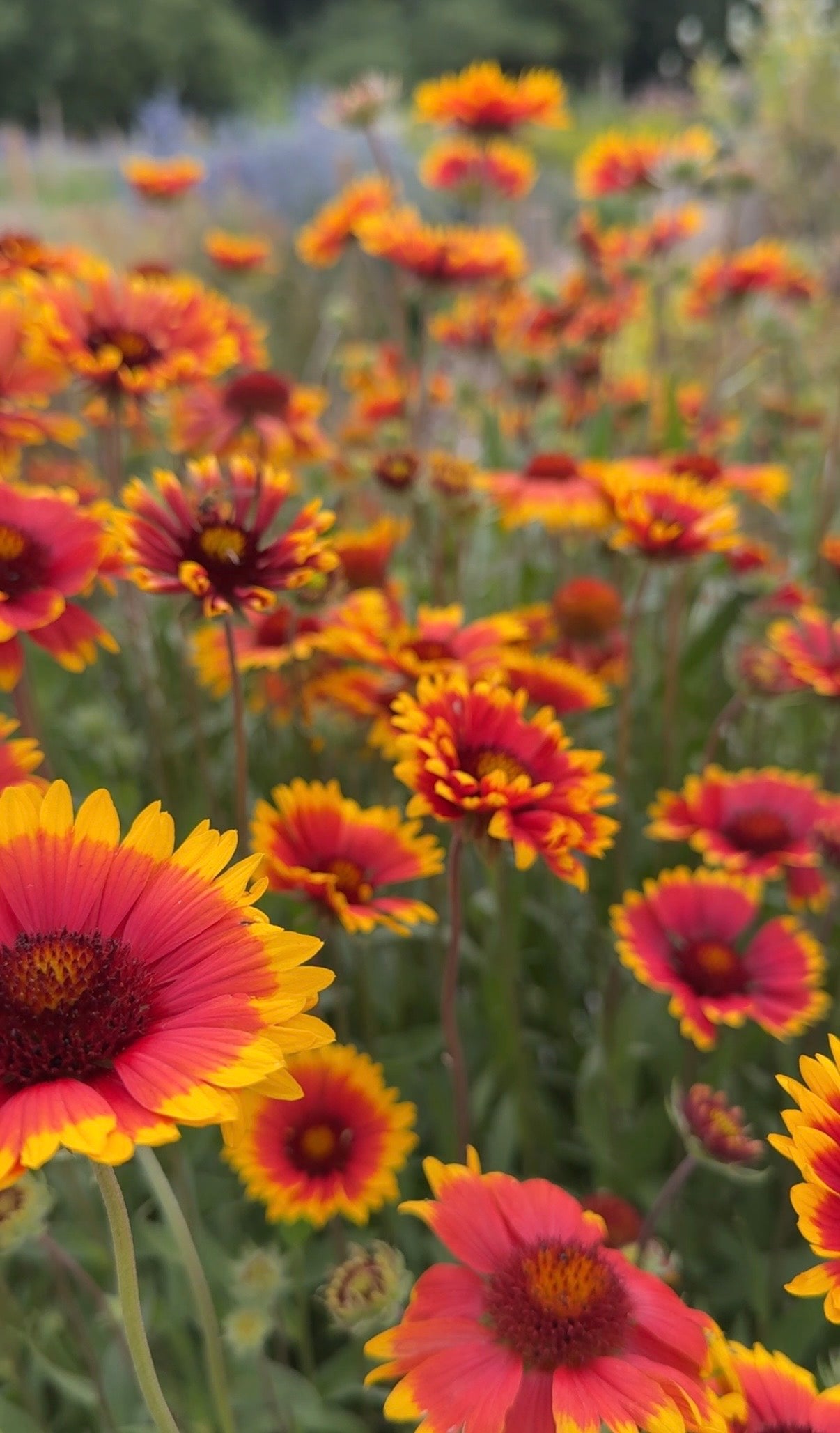 Close-up of vibrant red and yellow Gaillardia Aristata Bicolour Goblin by Bishy Barnabees Cottage Garden, a hardy perennial blooming in a field, with blurred greenery and more flowers in the background.