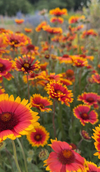 Close-up of vibrant red and yellow Gaillardia Aristata Bicolour Goblin by Bishy Barnabees Cottage Garden, a hardy perennial blooming in a field, with blurred greenery and more flowers in the background.