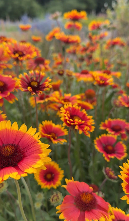 Close-up of vibrant red and yellow Gaillardia Aristata Bicolour Goblin by Bishy Barnabees Cottage Garden, a hardy perennial blooming in a field, with blurred greenery and more flowers in the background.