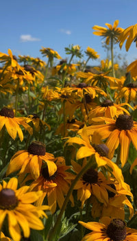 A close-up of vibrant Rudbeckia Marmalade flowers by Bishy Barnabees Cottage Garden, their yellow petals glowing in the sun under a blue sky—an eye-catching, cheerful choice for container planting.