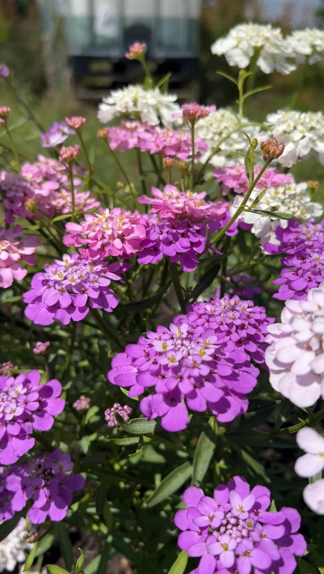 Clusters of small, delicate flowers in purple, pink, and white bloom together under sunlight atop lush foliage. Candytuft Crown Mixed by Bishy Barnabees Cottage Garden Ltd brings a vibrant, butterfly-friendly spring display to your garden.