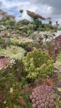 Close-up of Daucus Carota Dara blooms from Bishy Barnabees Cottage Garden, featuring delicate white, green, and purple flower clusters in various stages set against a softly blurred outdoor background.