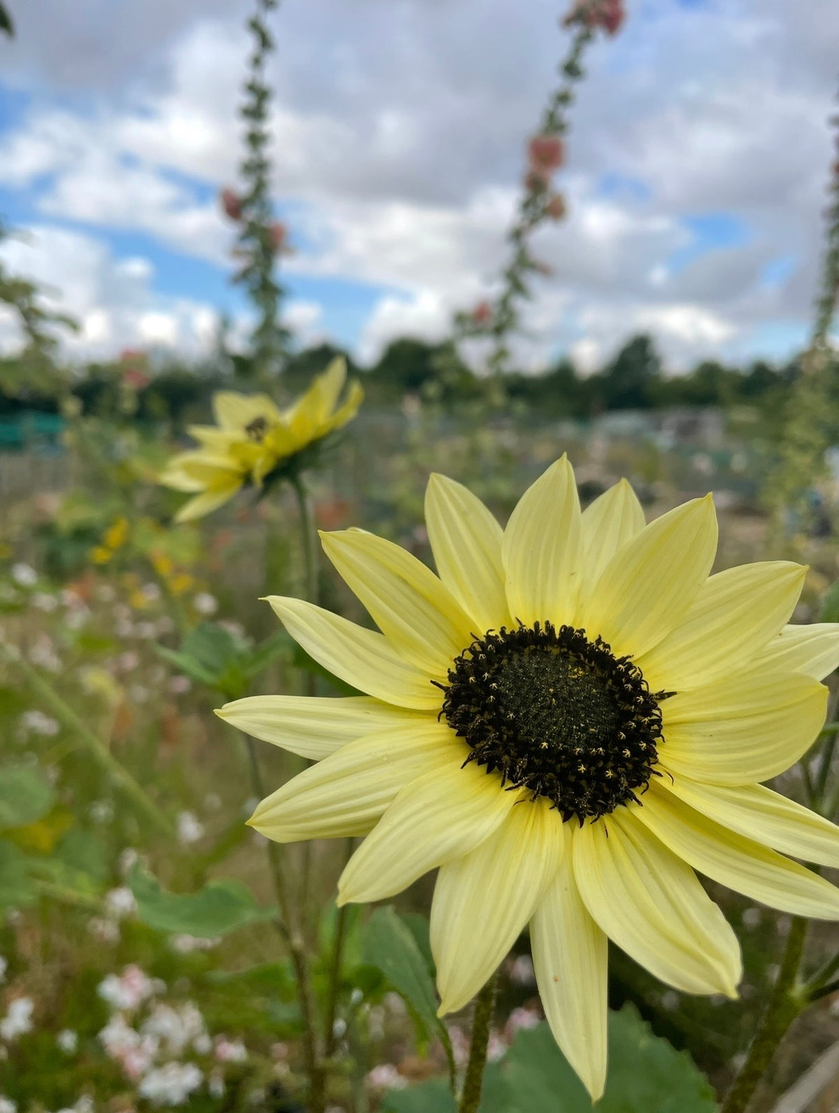 Close-up of Sunflower Vanilla Ice with pale lemon petals and a dark centre