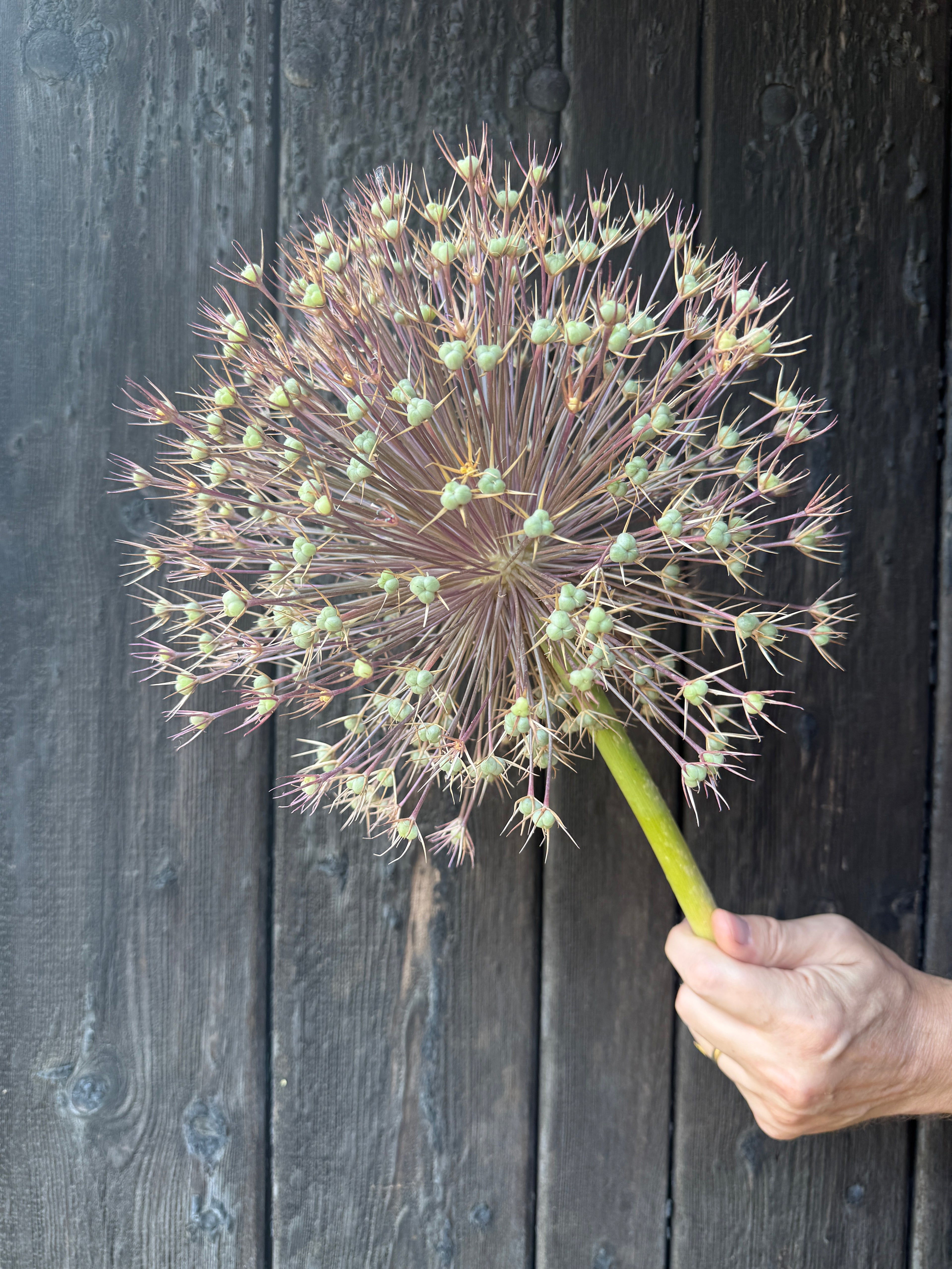 Allium Short Stem (Giant) | Norfolk Statement Head 25cm