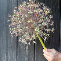 Allium (Giant)