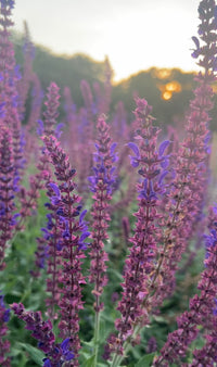 Close-up of tall purple Salvia Violet Queen wildflowers by Bishy Barnabees Cottage Garden Ltd glowing in soft sunset light, with blurred greenery behind—a stunning, hardy perennial for any garden and a favorite of pollinators.