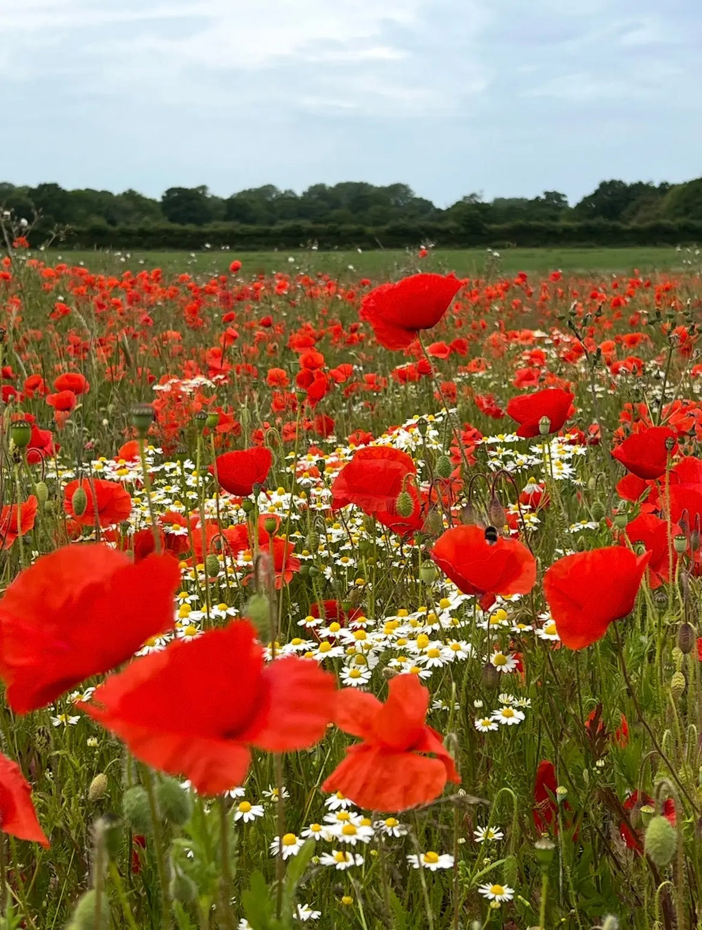 A vibrant field of Bishy Barnabees Cottage Garden Poppy Flanders Red flowers stretches into the distance under a cloudy sky, with white daisies and a tree line visible on the horizon.