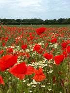 A vibrant field of Bishy Barnabees Cottage Garden Poppy Flanders Red flowers stretches into the distance under a cloudy sky, with white daisies and a tree line visible on the horizon.