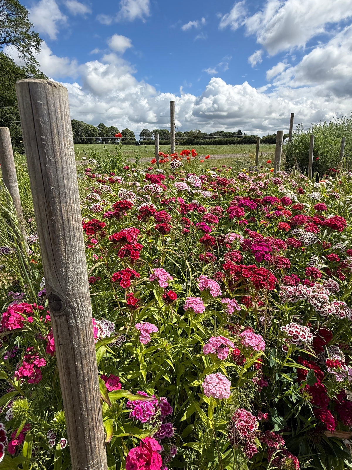 Sweet William Indian Carpet Mixed