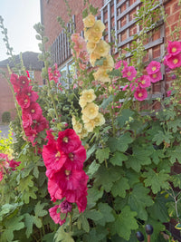 Hollyhock Bishy Barnabee Mix