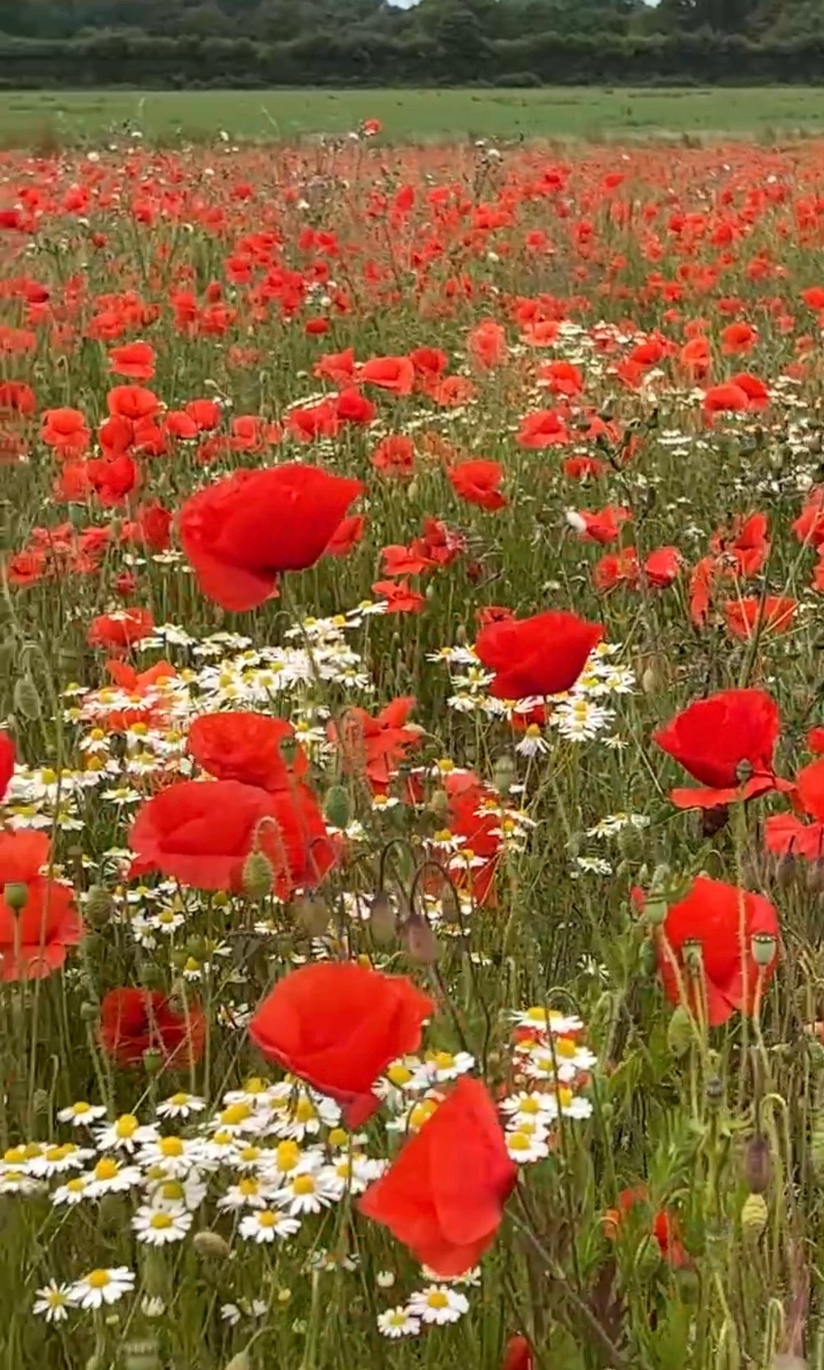 A vibrant field of Bishy Barnabees Cottage Garden Poppy Flanders Red and white daisies stretches into the distance under a cloudy sky, with greenery and trees along the horizon.