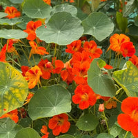 Nasturtium Tom Thumb seeds from Bishy Barnabees Cottage Garden grow vibrant orange blooms and veined, round green leaves. This dwarf edible doubles as a trap crop for pests, adding color and contrast to your garden beds.