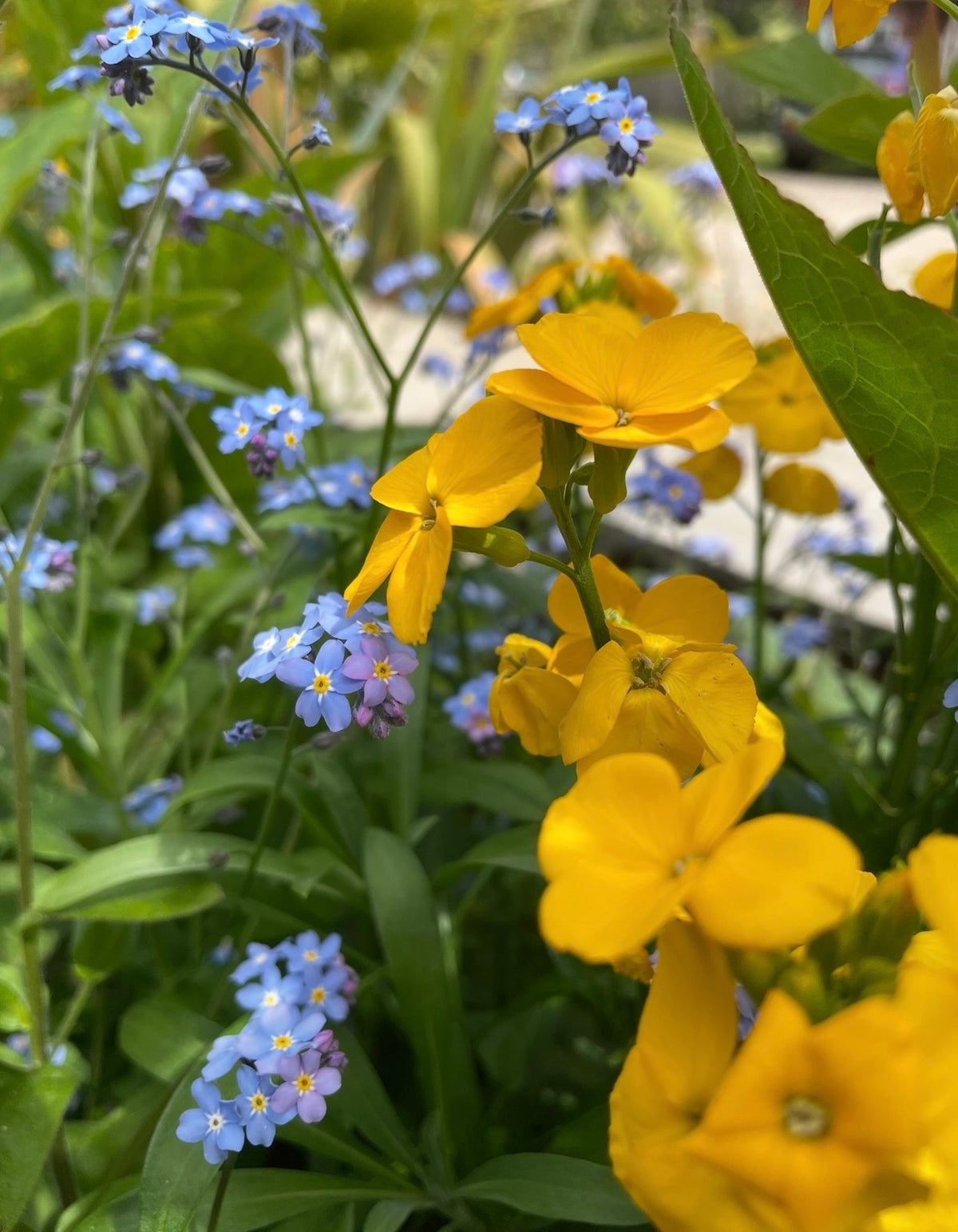 Bishy Barnabees Cottage Garden's Wallflower Cloth of Gold blooms in bright yellow beside delicate blue forget-me-nots, their colors mingling among green leaves for a vibrant cottage garden display.