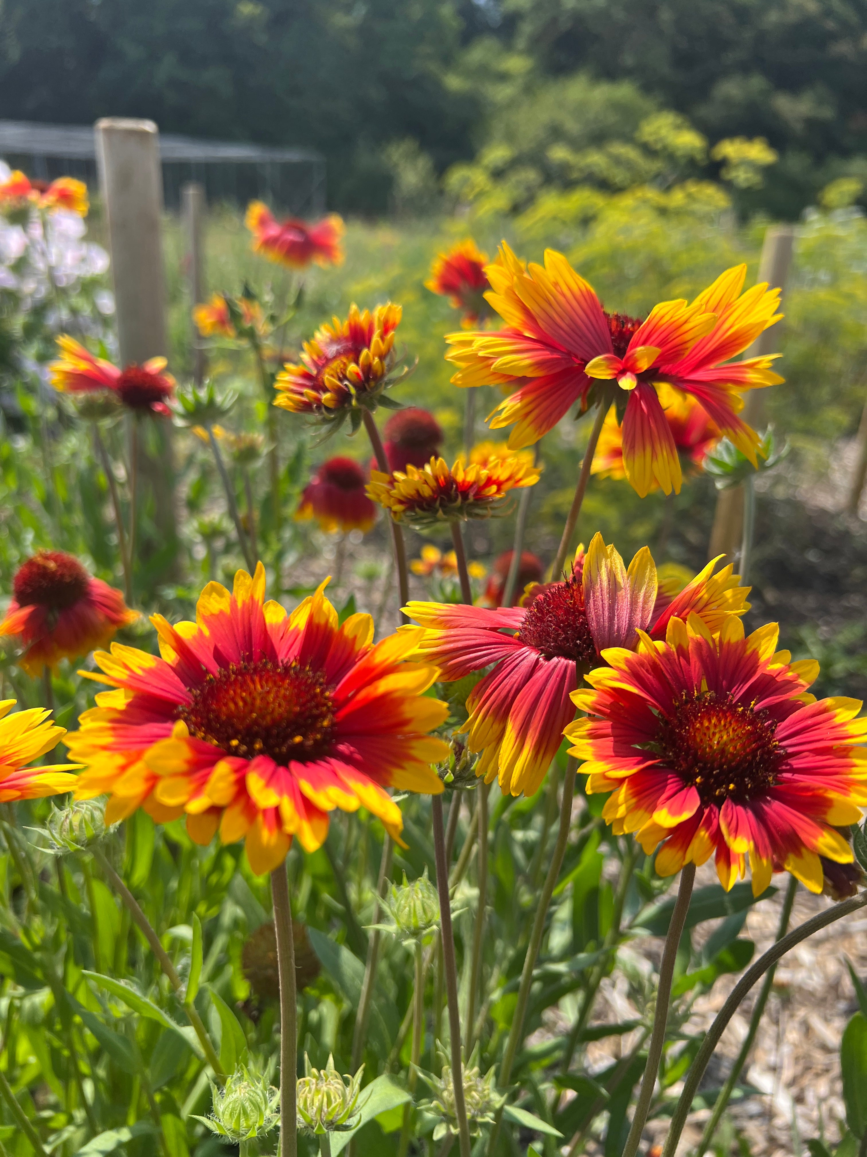 Vibrant Gaillardia Aristata Bicolour Goblin flowers with red and yellow petals in a sunny garden setting.