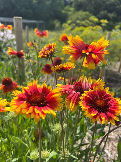 Vibrant Gaillardia Aristata Bicolour Goblin flowers with red and yellow petals in a sunny garden setting.