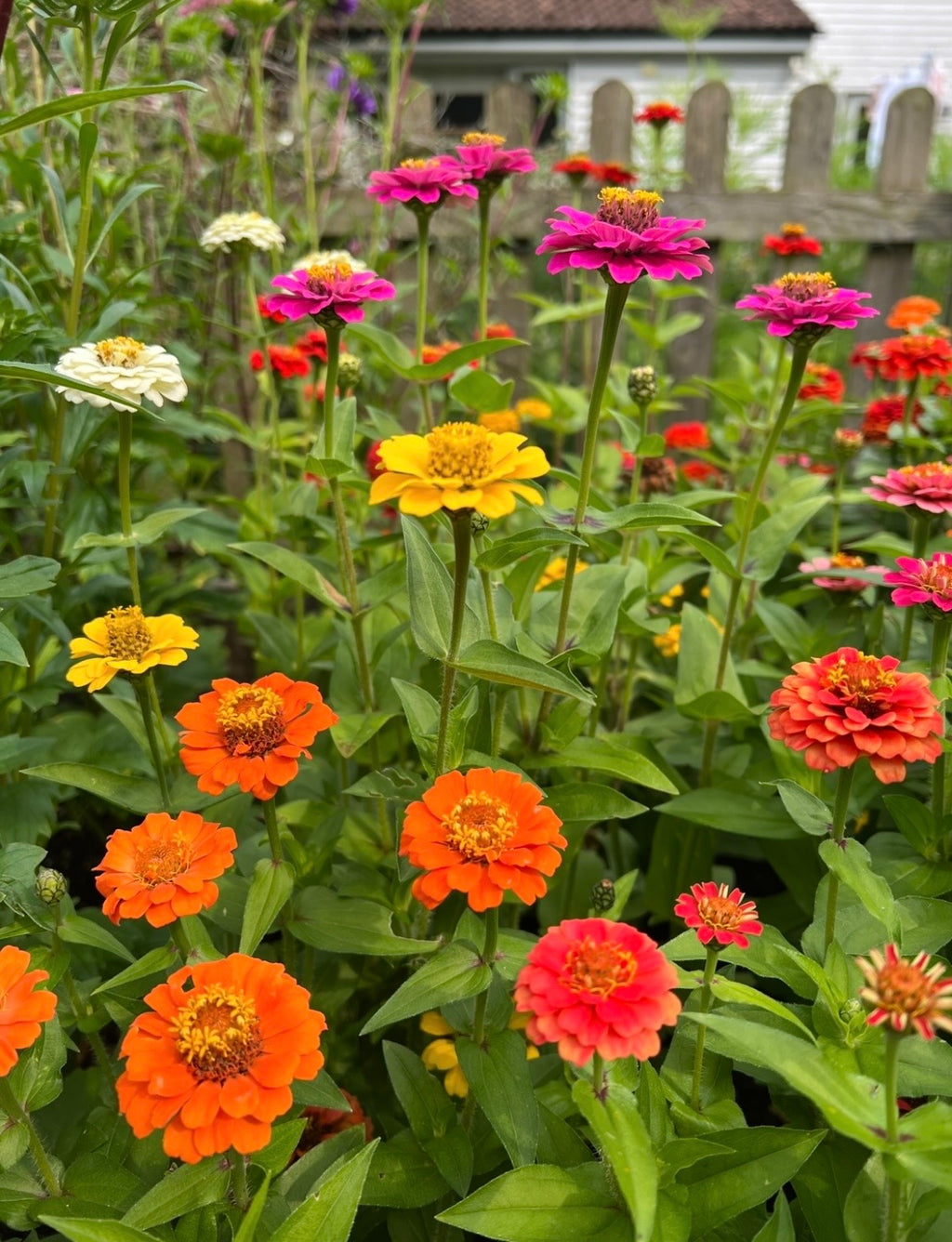 Zinnia Lilliput Mix (Zinnia elegans) – compact orange, yellow, pink, red and white blooms