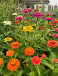 Zinnia Lilliput Mix (Zinnia elegans) – compact orange, yellow, pink, red and white blooms