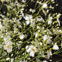 Gypsophila Covent Garden by Bishy Barnabees Cottage Garden features delicate white blooms and green stems set against dark wood, creating a striking contrast that highlights the airy beauty of this classic annual.