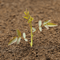 Topsoil Bloom & Root® Rose Blend