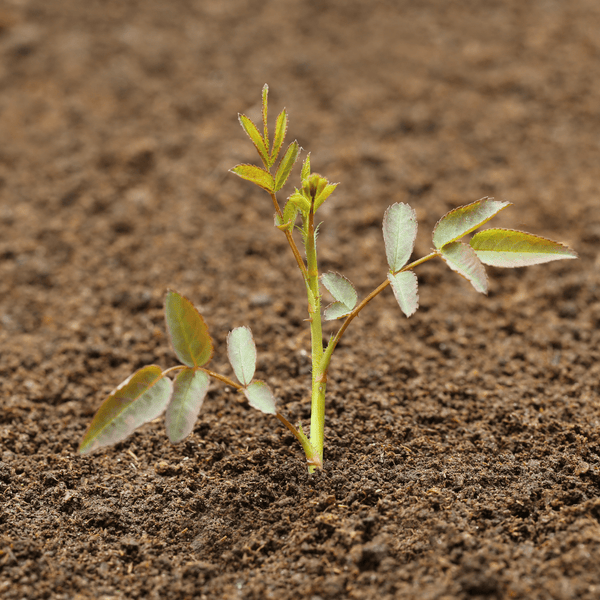 Topsoil Bloom & Root® Rose Blend