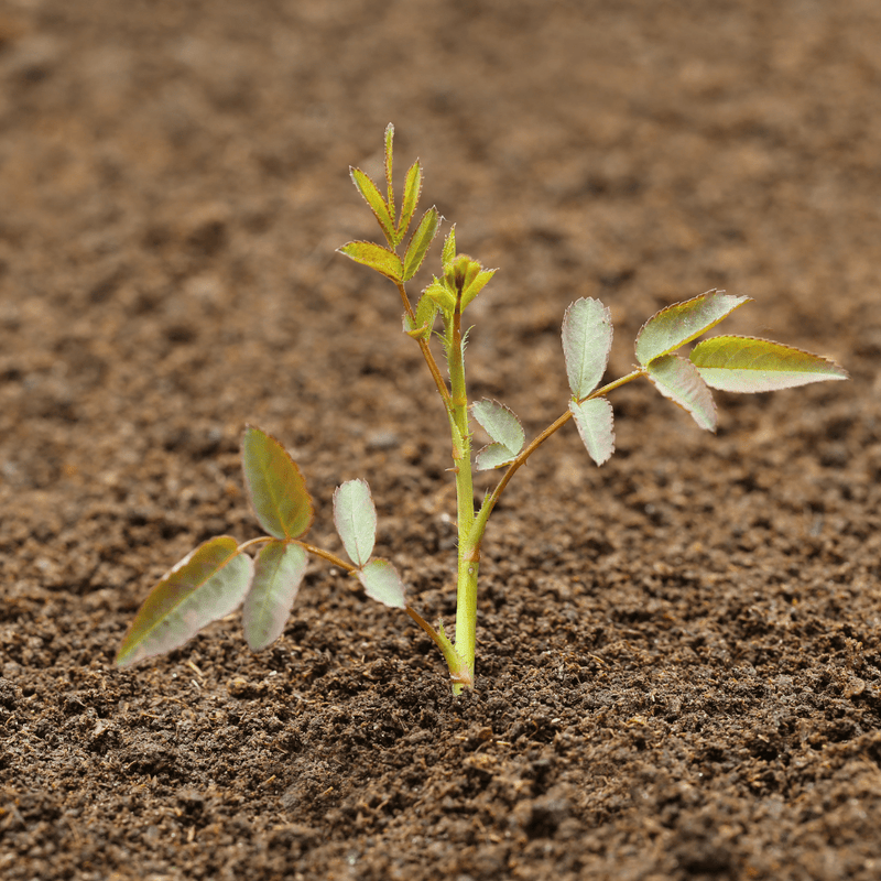 Topsoil Bloom & Root® Rose Blend