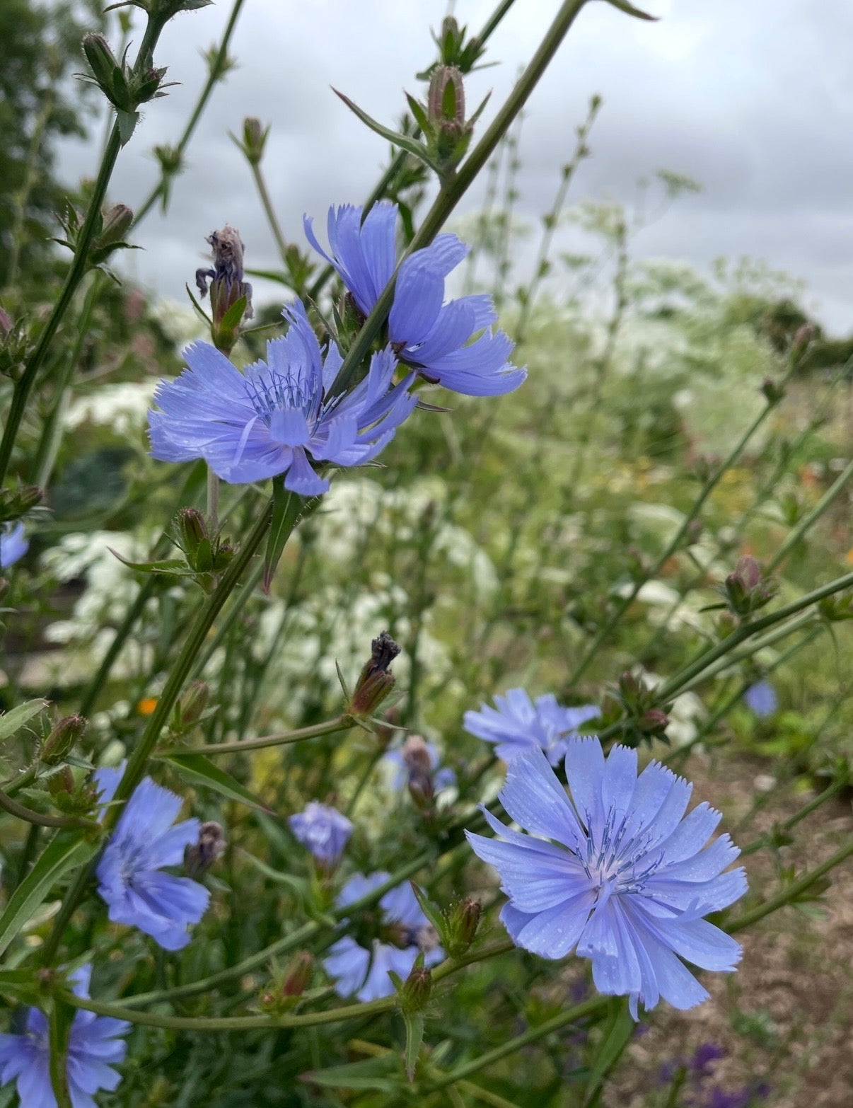 Close-up of Chicory Wild by Bishy Barnabees Cottage Garden Ltd, showing pale blue blooms on tall green stems, a drought-tolerant British perennial, with blurred greenery and white flowers in the background under a cloudy sky.