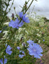 Close-up of Chicory Wild by Bishy Barnabees Cottage Garden Ltd, showing pale blue blooms on tall green stems, a drought-tolerant British perennial, with blurred greenery and white flowers in the background under a cloudy sky.