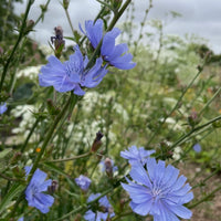 Close-up of Chicory Wild by Bishy Barnabees Cottage Garden Ltd, showing pale blue blooms on tall green stems, a drought-tolerant British perennial, with blurred greenery and white flowers in the background under a cloudy sky.