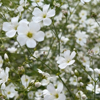 A close-up of Bishy Barnabees Cottage Garden's Gypsophila Covent Garden shows delicate white flowers with yellow centers, green stems, and buds, all set against a blurred green background.