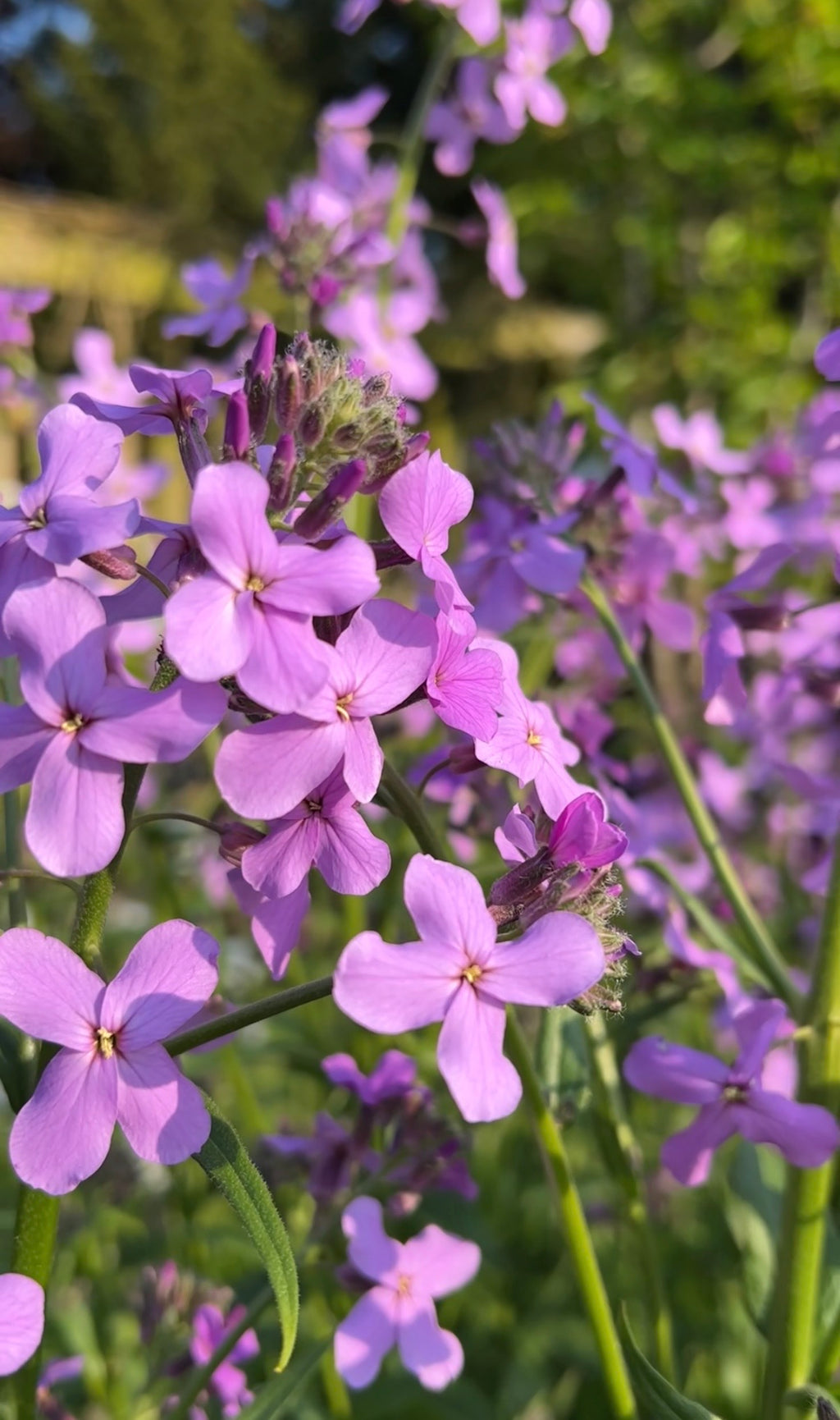 Close-up of Bishy Barnabees Cottage Garden's Hesperis Purple (Sweet Rocket): vibrant four-petaled purple blooms and lush green leaves, beautifully lit in the garden with a softly blurred background.