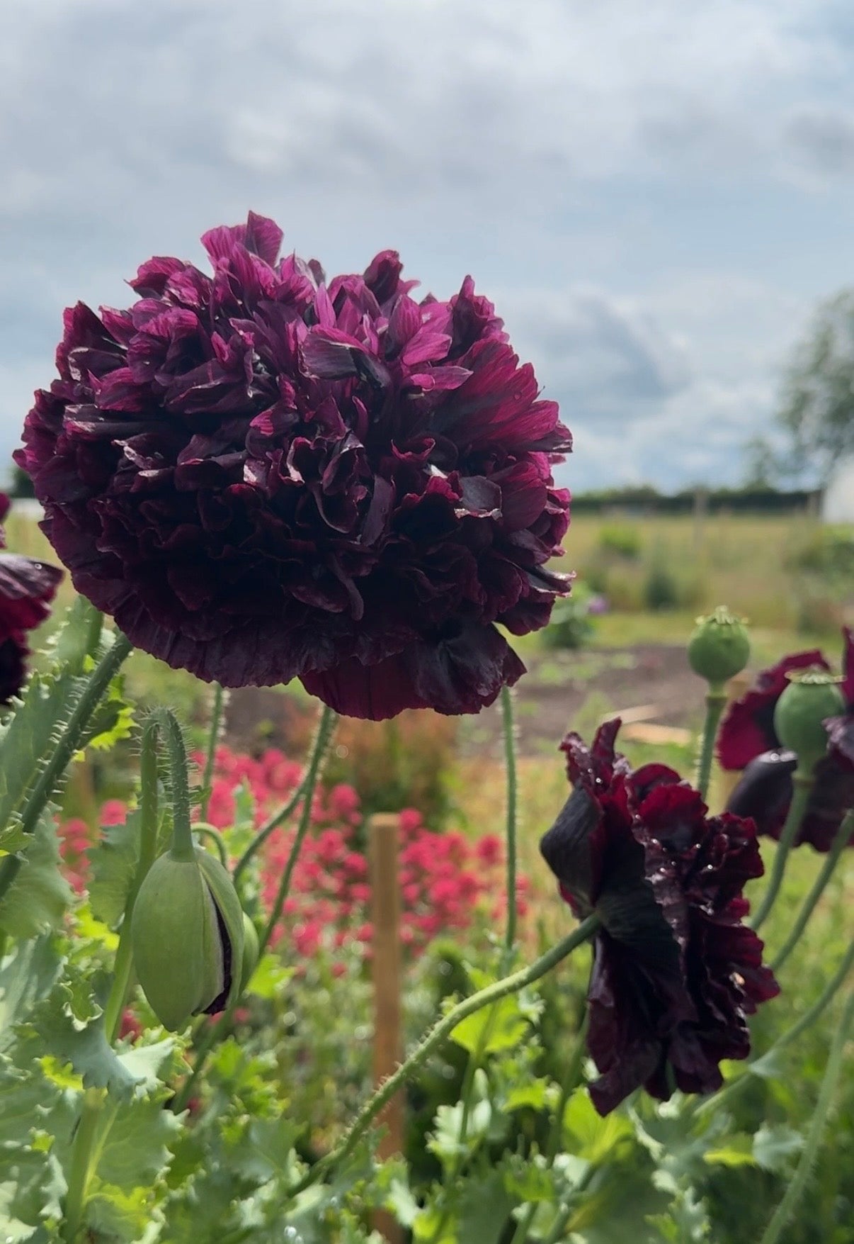 A close-up of Poppy Black Peony flowers and green buds by Bishy Barnabees Cottage Garden in a garden with colorful blooms on a cloudy day. Perfect for dried flower arrangements.