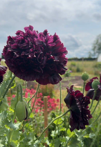 A close-up of Poppy Black Peony flowers and green buds by Bishy Barnabees Cottage Garden in a garden with colorful blooms on a cloudy day. Perfect for dried flower arrangements.