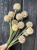 A hand holds Scabious Stellata Seed Heads Dried by Bishy Barnabees Cottage Garden, displaying sculptural dried flower stems against a dark, textured wooden background.