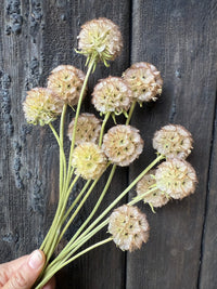 A hand holds Scabious Stellata Seed Heads Dried by Bishy Barnabees Cottage Garden, displaying sculptural dried flower stems against a dark, textured wooden background.