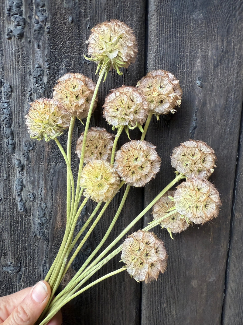 A hand holds Scabious Stellata Seed Heads Dried by Bishy Barnabees Cottage Garden, displaying sculptural dried flower stems against a dark, textured wooden background.