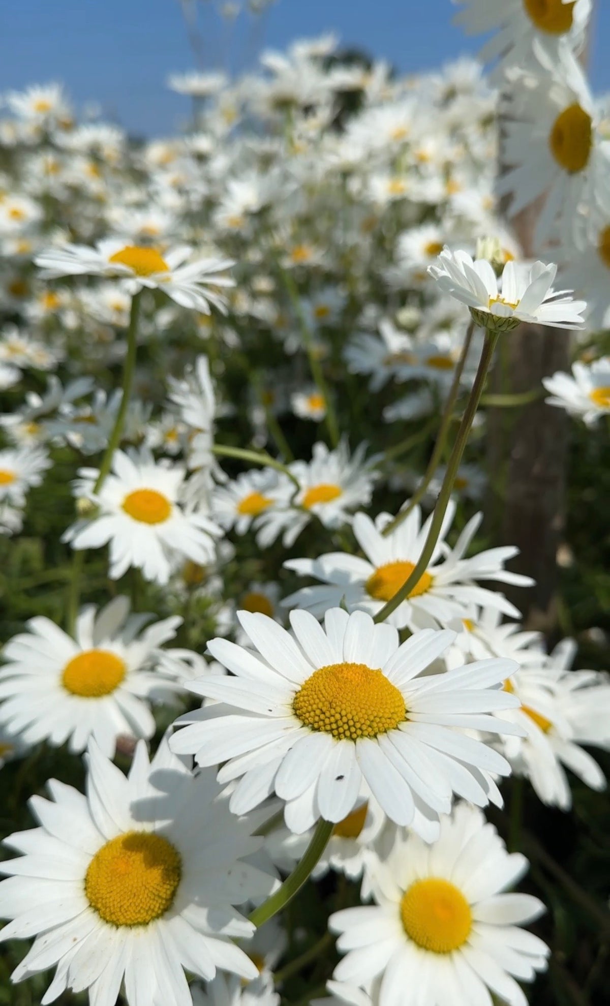 Close-up of blooming Oxeye Daisy flowers by Bishy Barnabees Cottage Garden, showcasing white petals with yellow centers in a sunlit wildflower field, with more daisies stretching beneath a clear blue sky.