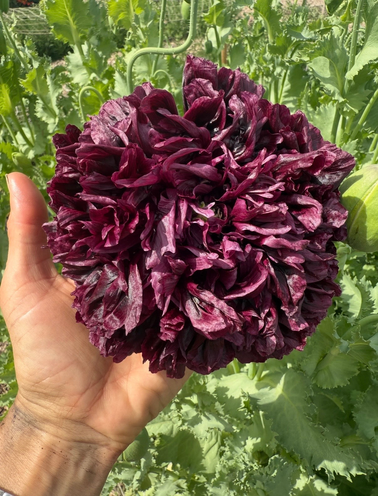 A hand holds a large, dark purple Poppy Black Peony by Bishy Barnabees Cottage Garden in bright sunlight, with blurred green foliage—ideal for dried flower arrangements.