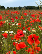 A vibrant field of Bishy Barnabees Cottage Garden’s Poppy Flanders Red blooms alongside white daisies, stretching into the distance beneath a blue sky, with trees lining the horizon.