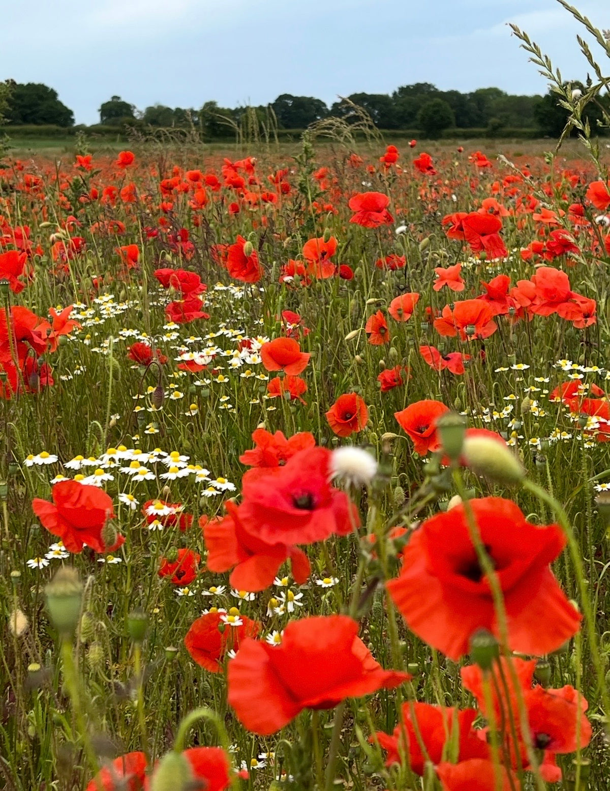 A vibrant field of Bishy Barnabees Cottage Garden’s Poppy Flanders Red blooms alongside white daisies, stretching into the distance beneath a blue sky, with trees lining the horizon.