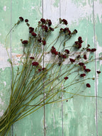 A bunch of Geums Dried by Bishy Barnabees Cottage Garden Ltd, featuring small dark red flowers with long green stems and dried seed heads, arranged on a rustic green and white wooden surface.