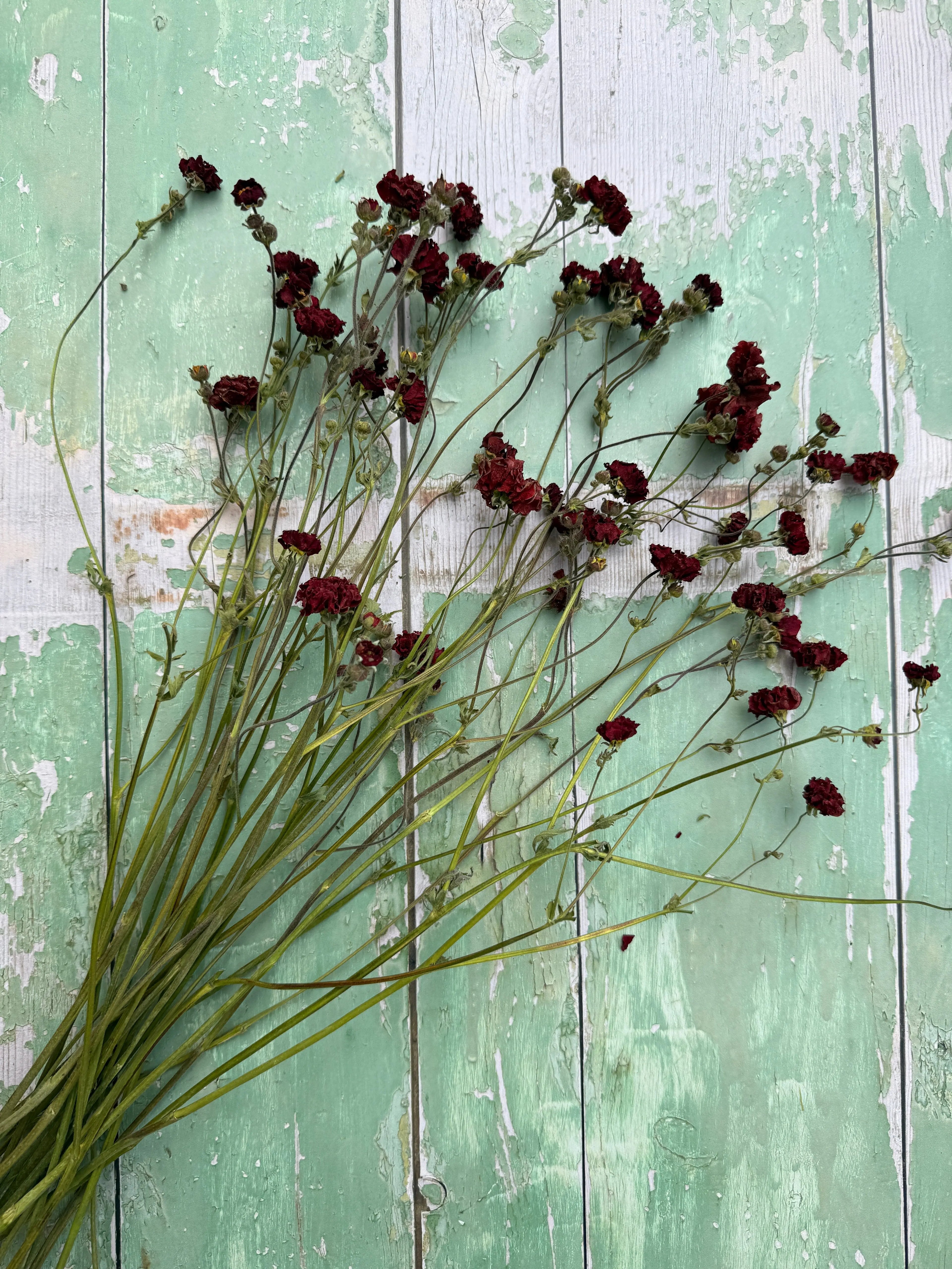 Geums Dried - Bishy Barnabees Cottage Garden Ltd