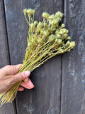 A hand holds Bishy Barnabees Cottage Garden Ltd's Candytuft Dried—green seed pods and long stems, ideal for wedding arrangements—set against a dark wooden background.