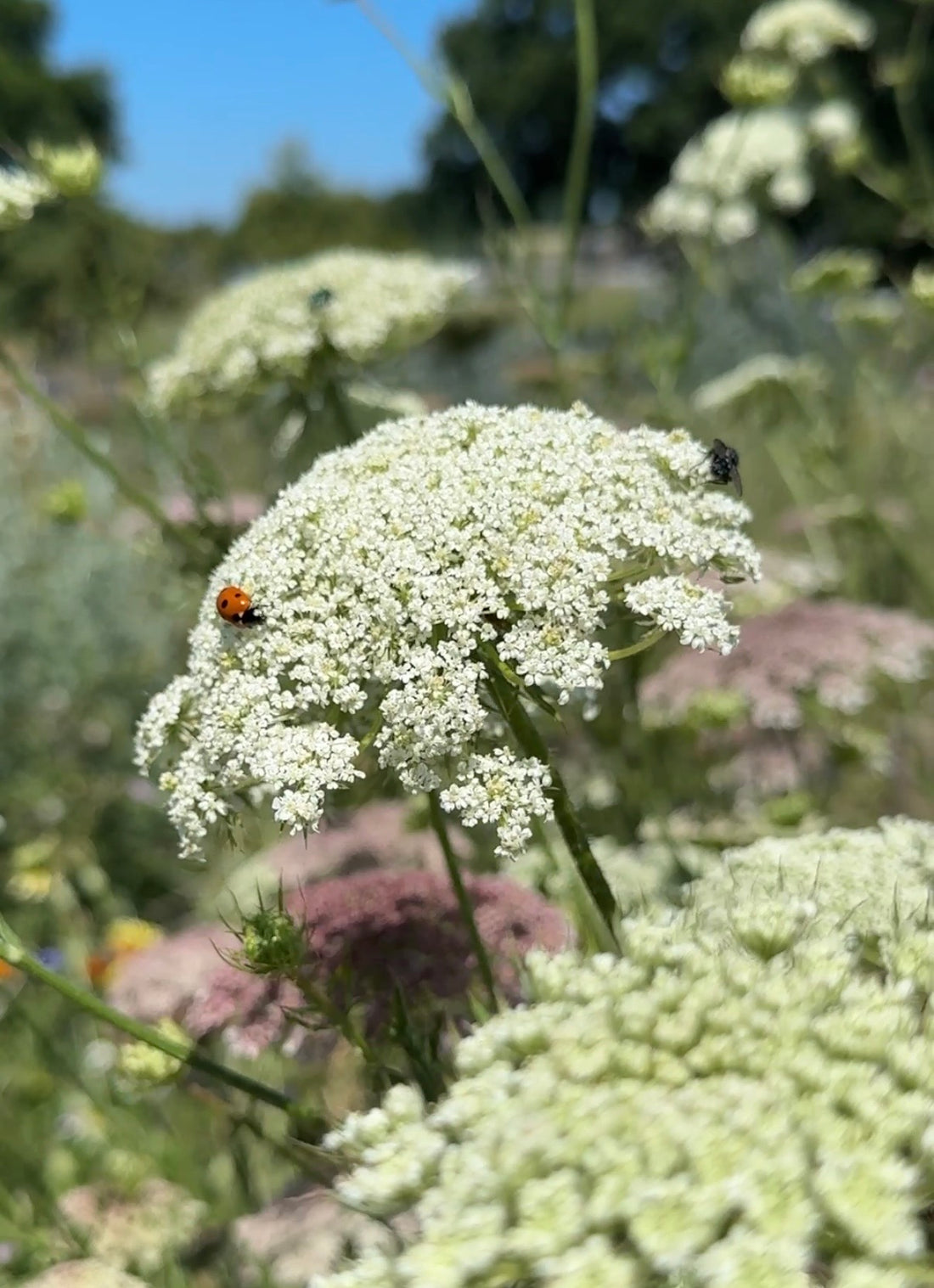 A close-up of Daucus Carota (Wild Carrot) flowers by Bishy Barnabees Cottage Garden features a ladybug and a small black insect on one bloom, with more blossoms and green foliage beneath a clear blue sky in the blurred background.