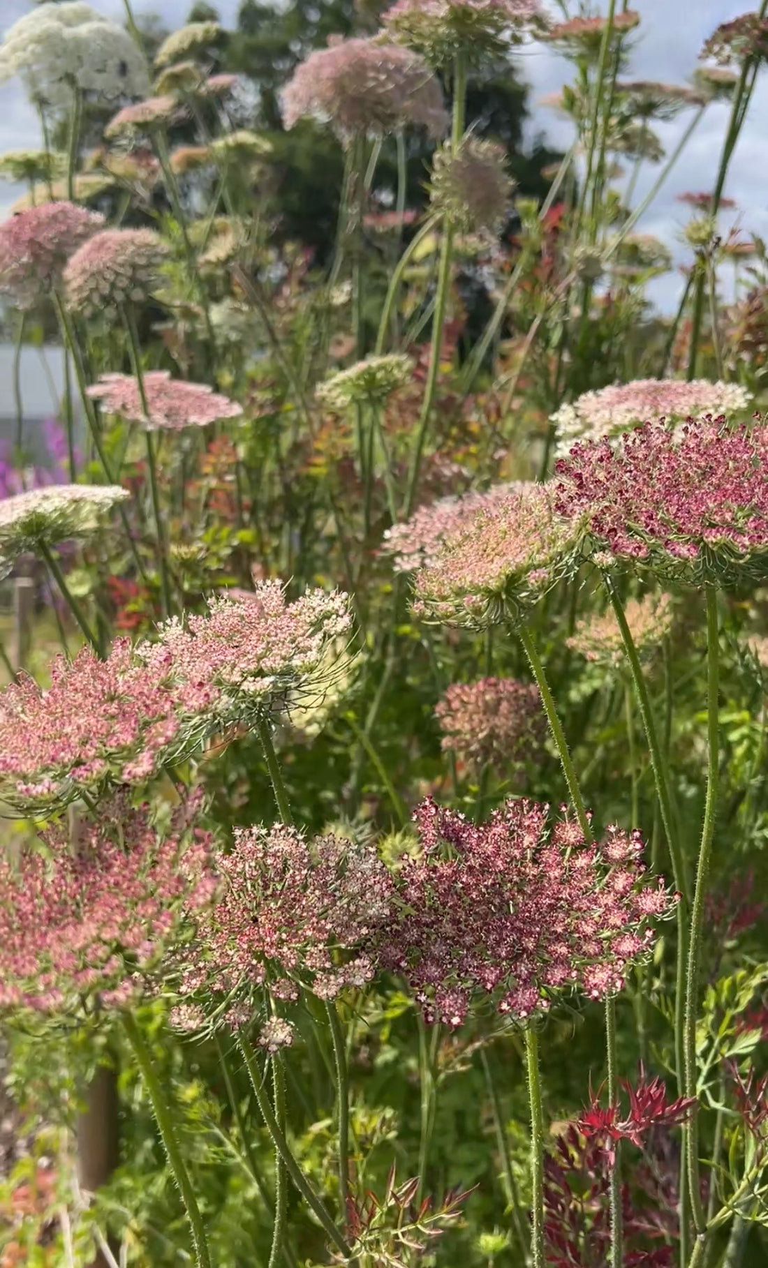 Close-up of Daucus Carota Dara by Bishy Barnabees Cottage Garden—tall stems with pink and white clusters, blooming densely in sunlight. Ideal as a cut flower with blurred foliage and blue sky in the background.