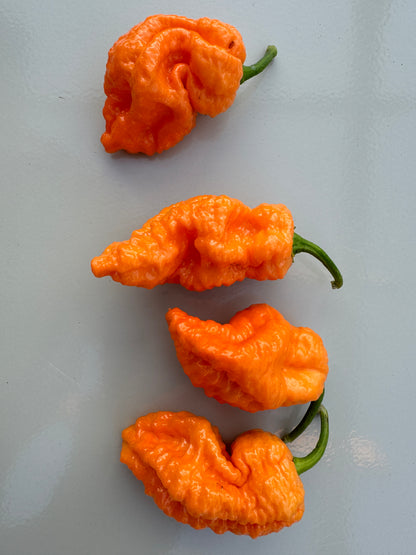 Four vibrant orange Jays Peach Ghost Scorpion chillies on a light background.